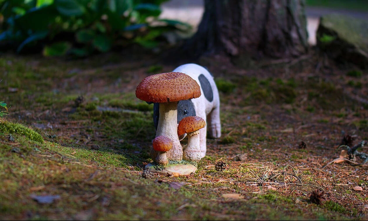 Έμειναν άναυδοι οι κάτοικοι χωριού στις Φιλιππίνες! Γεννήθηκε γουρουνάκι με δύο κεφάλια, δύο μύτες και τρία μάτια (εικόνες)